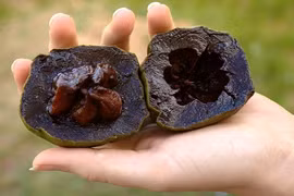 Lợi ích bất ngờ của quả hồng đen có vị kỳ lạ