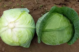 Điểm danh những thực phẩm không nên mua dạng hữu cơ