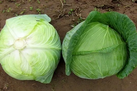 Điểm danh những thực phẩm không nên mua dạng hữu cơ