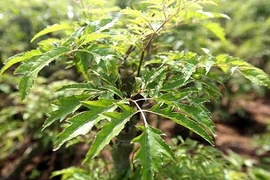 Những công dụng hữu ích từ cây đinh lăng không phải ai cũng biết