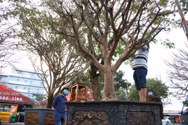 Cận cảnh những cây mai cổ thụ tiền tỷ ở Sài Gòn