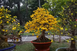 Ngắm ‘cụ’ mai cúc giá 2 tỷ vàng rực hội xuân ở Sài Gòn