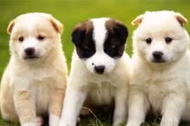 Phát hiện ung thư đại tràng nhờ thú cưng trong nhà