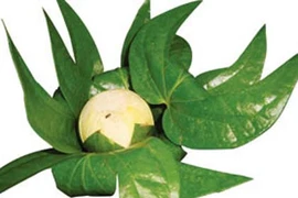 Giải mã nguyên nhân ăn trầu gây ung thư miệng