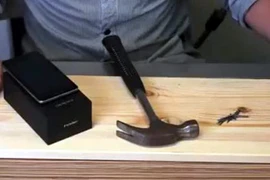 Đánh người nhập viện chỉ vì con chim chào mào 