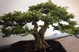 Bắt băng trộm cây cảnh bonsai đắt tiền