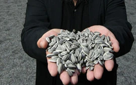 Cách chọn hạt hướng dương không hóa chất 