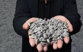 Cách chọn hạt hướng dương không hóa chất 