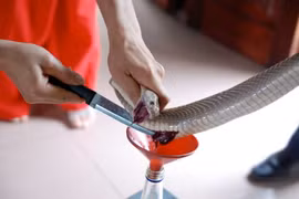 Tận mục chọc tiết động vật “cương dương“