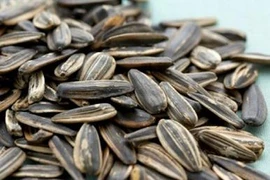 Bộ Y tế vào cuộc vụ hạt hướng dương có chất gây teo não