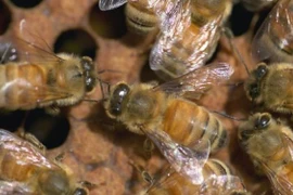 Phát hiện mới: Nọc ong có thể tiêu diệt virus HIV