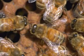 Phát hiện mới: Nọc ong có thể tiêu diệt virus HIV