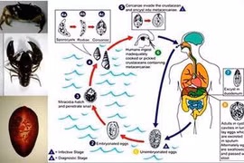 Tôm, cua, ốc nướng cực ngon và cực... độc?