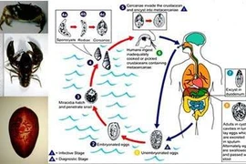 Tôm, cua, ốc nướng cực ngon và cực... độc?