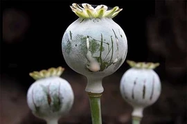 Những loại hoa đẹp mang chất độc chết người