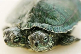 Rùa tí hon 2 đầu cực lạ ở Trung Quốc