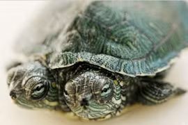 Rùa tí hon 2 đầu cực lạ ở Trung Quốc