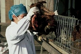 Vì sao Trung Quốc trở thành “ổ dịch”cúm gia cầm? 