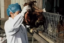 Vì sao Trung Quốc trở thành “ổ dịch”cúm gia cầm? 