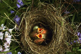 Ảnh động vật tuần qua: Chim két há miệng chờ... ăn