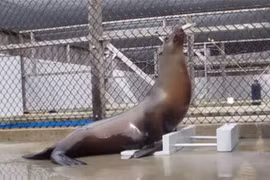 Sư tử biển bộc lộ năng khiếu âm nhạc độc đáo