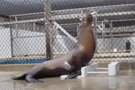 Sư tử biển bộc lộ năng khiếu âm nhạc độc đáo