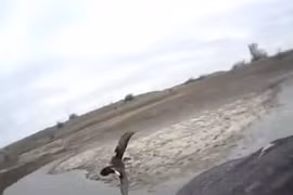 Hình ảnh chim ưng săn vịt trời có một không hai