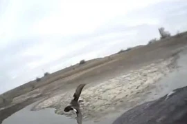 Hình ảnh chim ưng săn vịt trời có một không hai