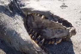 Clip quái vật bí ẩn trôi dạt vào bờ biển