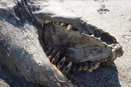 Clip quái vật bí ẩn trôi dạt vào bờ biển