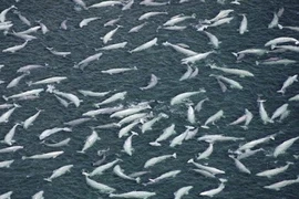 Cá voi trắng quý hiếm “tổ chức” đại tiệc hoành tráng