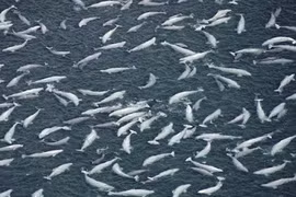 Cá voi trắng quý hiếm “tổ chức” đại tiệc hoành tráng