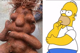 Đào được củ hà thủ ô hình người ở Trung Quốc