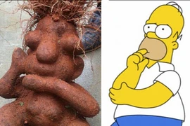 Đào được củ hà thủ ô hình người ở Trung Quốc