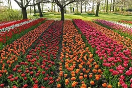 Hoa khoe sắc trong khu vườn lớn nhất thế giới