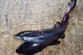 Phát hiện bào thai cá mập... 2 đầu quái dị 