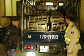 Tại sao mèo Trung Quốc ồ ạt nhập lậu vào Việt Nam? 