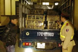 Tại sao mèo Trung Quốc ồ ạt nhập lậu vào Việt Nam? 