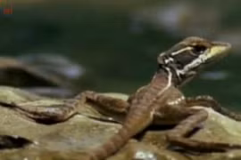 Thằn lằn chạy như bay trên mặt nước 