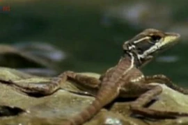 Thằn lằn chạy như bay trên mặt nước 