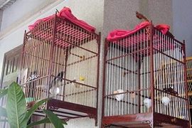 Đại gia chọn chim kỹ hơn tuyển... “chân dài“