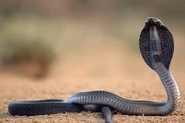 Sự thật té ngửa về “thần xà” hiển linh ở VN