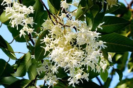 Loài hoa “chứng kiến” đức Phật nhập Niết bàn 