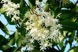 Loài hoa “chứng kiến” đức Phật nhập Niết bàn 