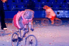 18 triệu đồng/giờ thuê chó, khỉ làm xiếc tết Thiếu nhi