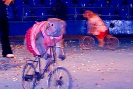 18 triệu đồng/giờ thuê chó, khỉ làm xiếc tết Thiếu nhi