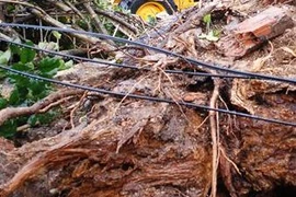 Cây cổ thụ đổ ập ra đường trước Đài truyền hình