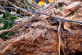 Cây cổ thụ đổ ập ra đường trước Đài truyền hình