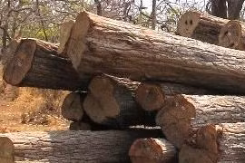 Tổng Cục an ninh xử lý sai phạm ở VQG Yok Đôn