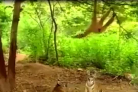 Clip: Khỉ trêu ngươi, hổ dương mắt nhìn tức tối